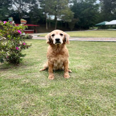 Canela_Frontal