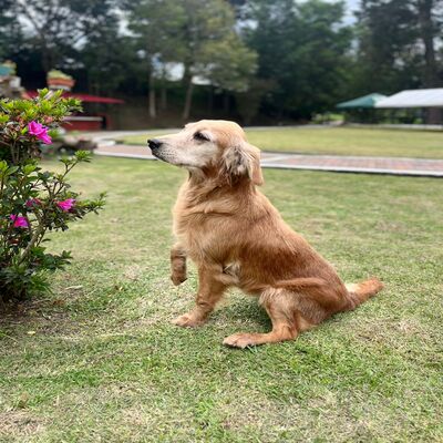 Canela_L.I