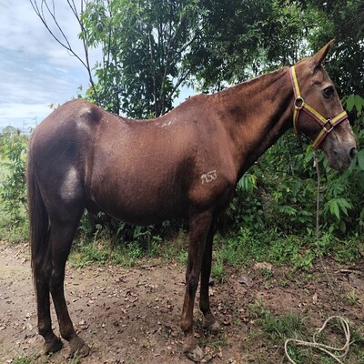 Golfo_L.D