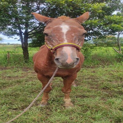 Cuyabro