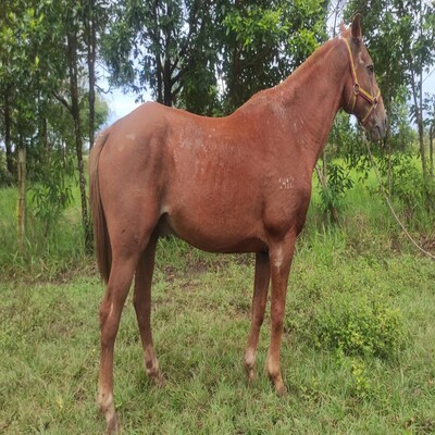 Cuyabro