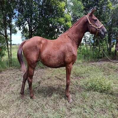 Galba