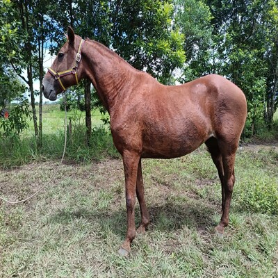 Galba