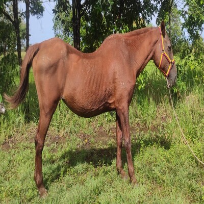 Kardet