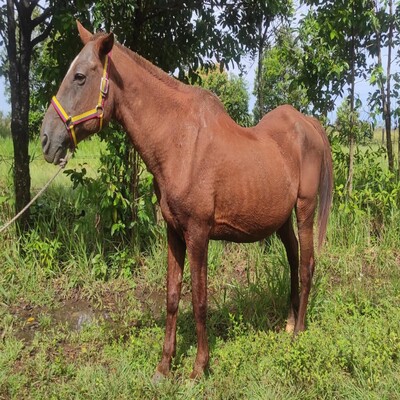 Kardet