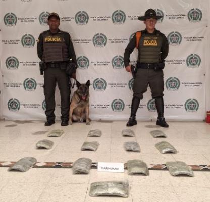 'Marlon' un canino en detección de narcóticos  incautación de 7000 gramos de marihuana en una empresa de encomiendas