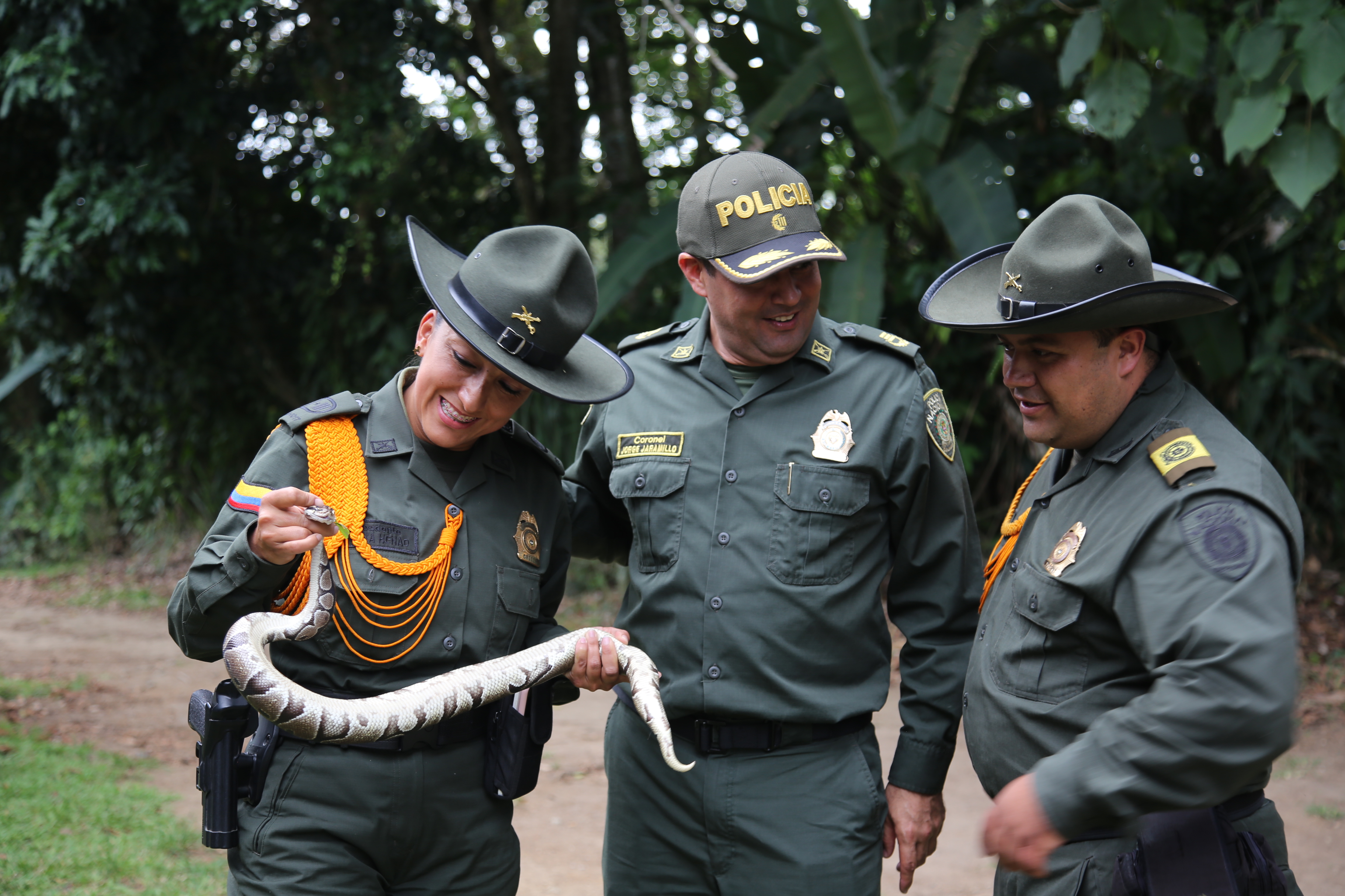 serpiente_incautada especie_disposicion_corpocaldas