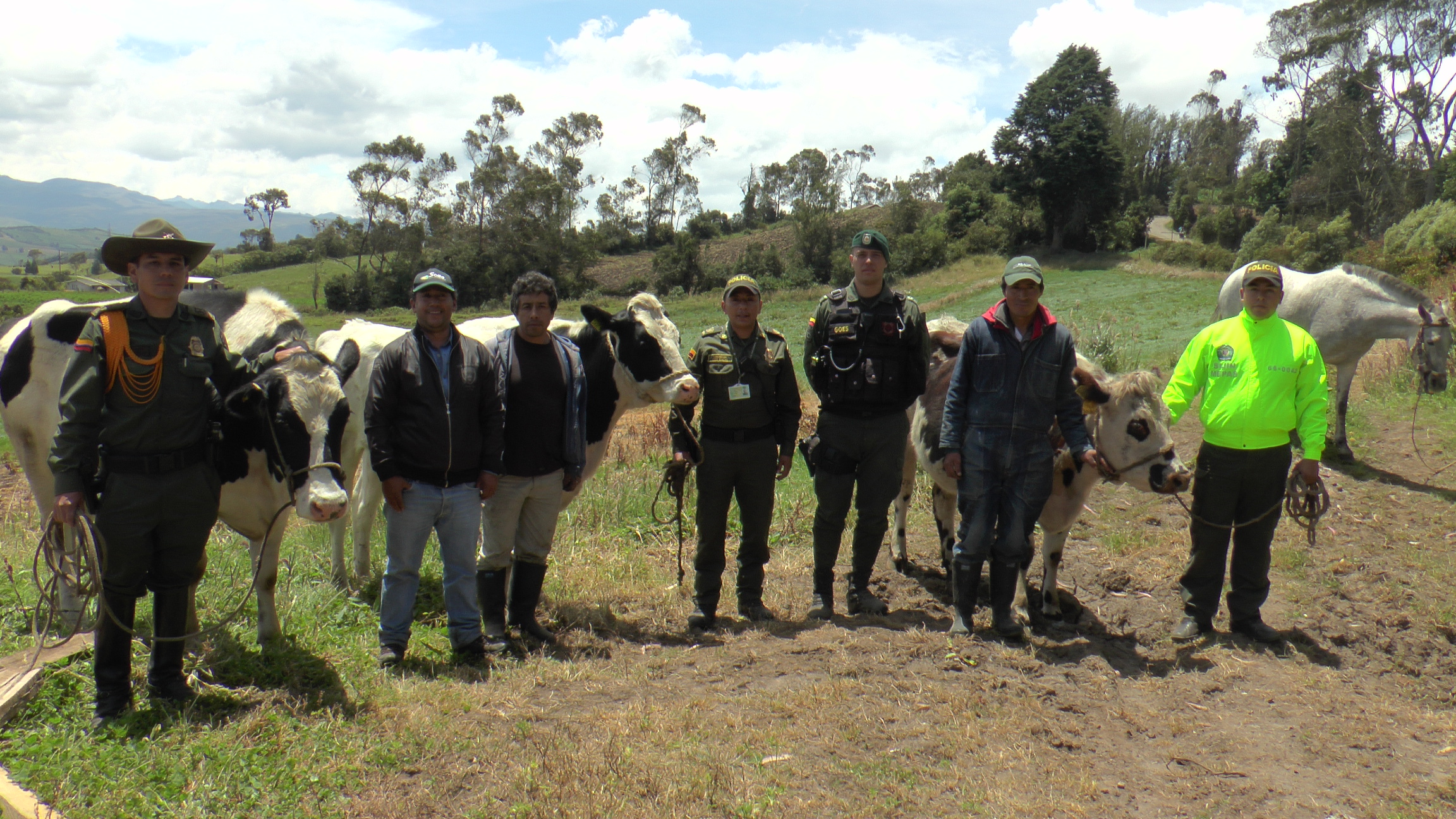 Policía recupera cuatro vacas hurtadas en finca