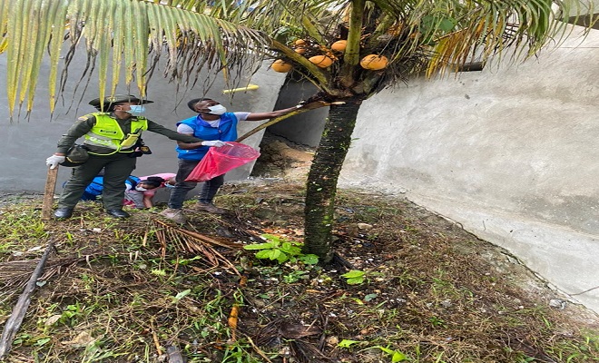 32 kilos de caracol gigante fueron hallados en barrio los castillos de Quibdó 32 kilos de caracol gigante fueron hallados en barrio los castillos de Quibdó
