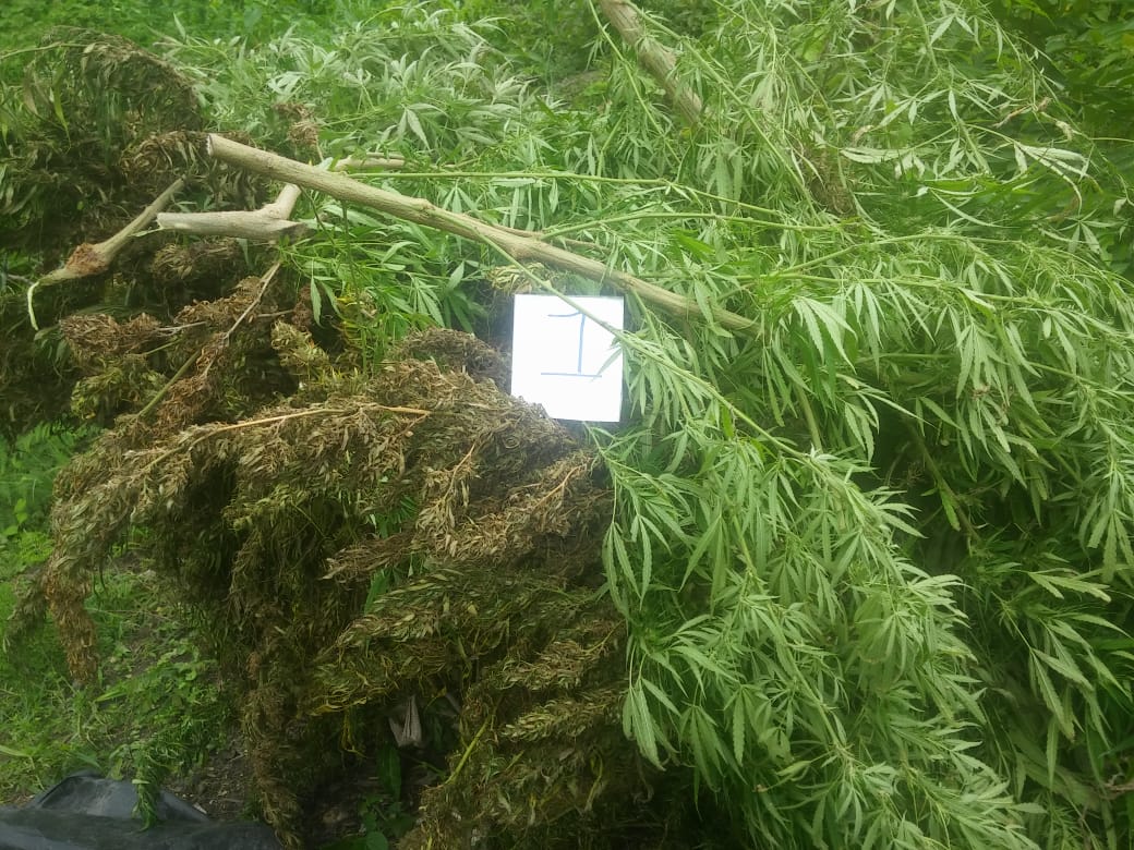 Hallamos-400-kilos-de-marihuana-en-Santa-Marta  Hallamos-400-kilos-de-marihuana-en-Santa-Marta