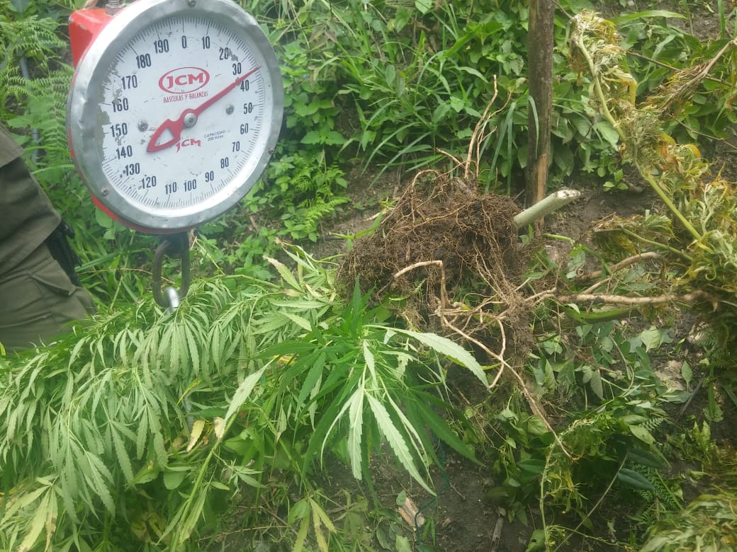 Hallamos-400-kilos-de-marihuana-en-Santa-Marta  Hallamos-400-kilos-de-marihuana-en-Santa-Marta