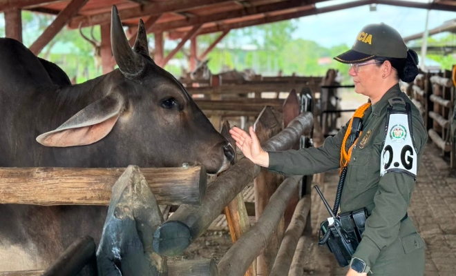 Una uniformada en una muestra de cariño y respeto a una vaca