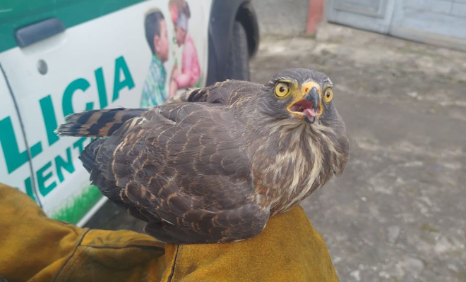 Recuperado un gavilán pollero en el barrio Miraflores Recuperado un gavilán pollero en el barrio Miraflores
