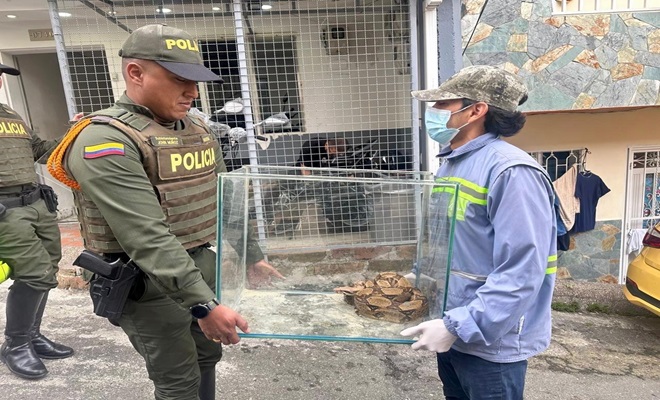 Una boa constrictor y un conejo fueron rescatados Una boa constrictor y un conejo fueron rescatados