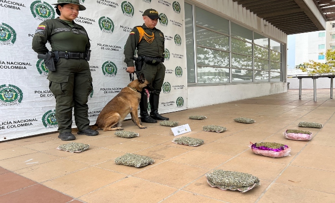 Canino antinarcoticos killer detecta el trafico de mas de 6 mil dosis de marihuana Canino antinarcoticos killer detecta el trafico de mas de 6 mil dosis de marihuana