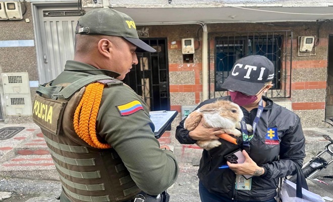 Conejito rescatado Conejito rescatado