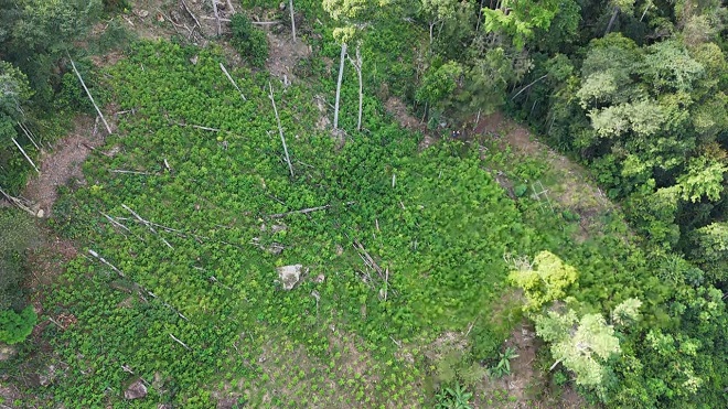 Cultivos de coca erradicados Cultivos de coca erradicados
