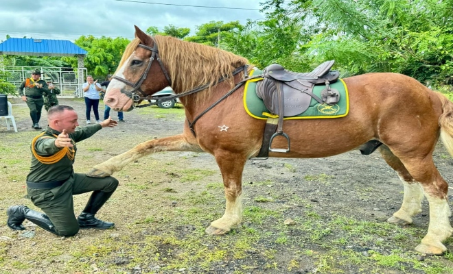 Un policía mostrando sus habilidades con su caballo