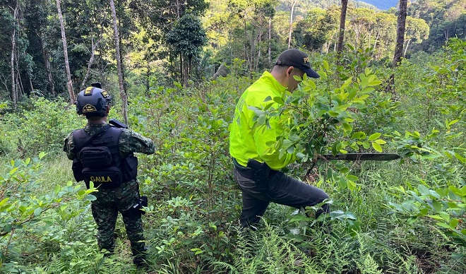 Hallazgo de cultivos y laboratorios para el procesamiento de coca Hallazgo de cultivos y laboratorios para el procesamiento de coca