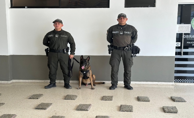 dos uniformados con un canino con una incautación de marihuana  