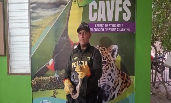 En Santa Marta se logró contrarrestar el tráfico legal de fauna silvestre En Santa Marta se logró contrarrestar el tráfico legal de fauna silvestre