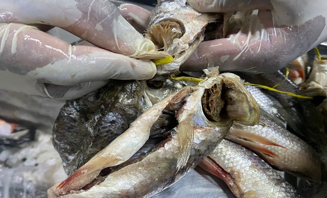 En controles a productos hidrobiológicos en el centro del Distrito de Medellín se incautaron más de 250 kilos de pescado.  En controles a productos hidrobiológicos en el centro del Distrito de Medellín se incautaron más de 250 kilos de pescado.