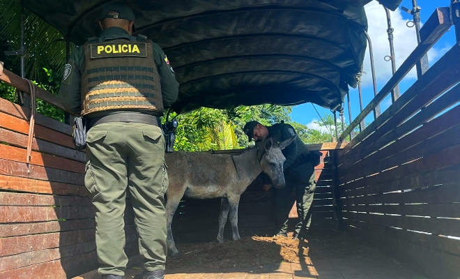 Acción oportuna de la Policía Metropolitana protege a un animal y refuerza el compromiso con el bienestar animal en Montería.