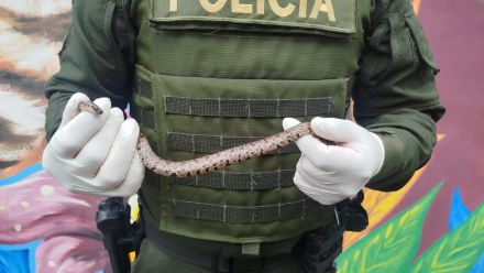 En atención a un llamado ciudadano a la línea Verde, la Seccional de Carabineros y Protección Ambiental  aprehensión de una especie de fauna silvestre, identificada como culebra caracolera
