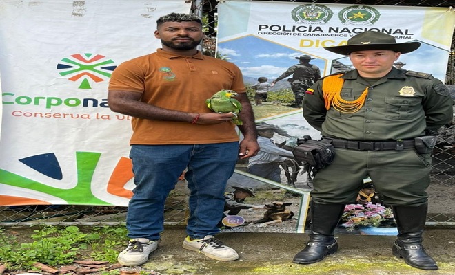 La Policía Nacional recupera especies silvestres en operativos contra el tráfico ilegal en Nariño La Policía Nacional recupera especies silvestres en operativos contra el tráfico ilegal en Nariño