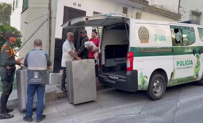 Policía Nacional rescata cinco caninos en condiciones de maltrato en Medellín Policía Nacional rescata cinco caninos en condiciones de maltrato en Medellín