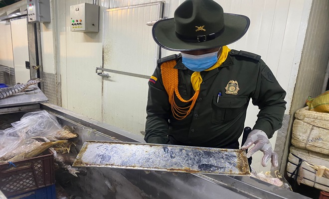 El pescado estaba en estado de descomposición y no era apto para el consumo humano El pescado estaba en estado de descomposición y no era apto para el consumo humano