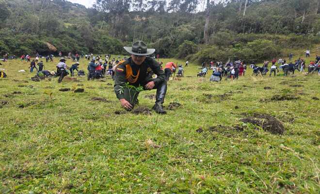 Siembra_de_árboles_en_Nariño Jornada_de_sembratón