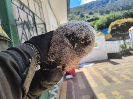 Búho Megascops choliba la Seccional de Carabineros y Protección Ambiental de la Policía Nacional en Pasto