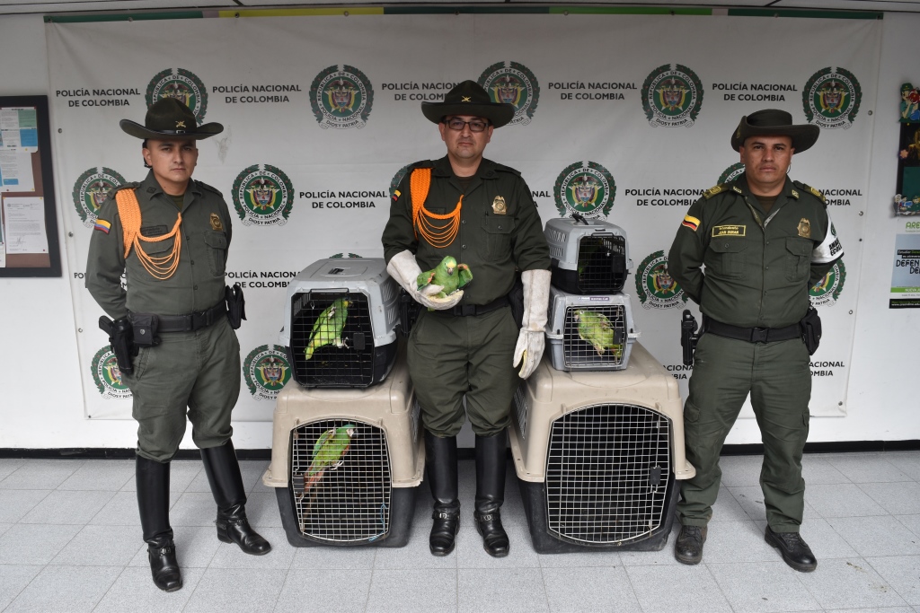 Patrullajes ambientales permitieron el rescate de cinco loras en Risaralda las aves estaban en cautiverio