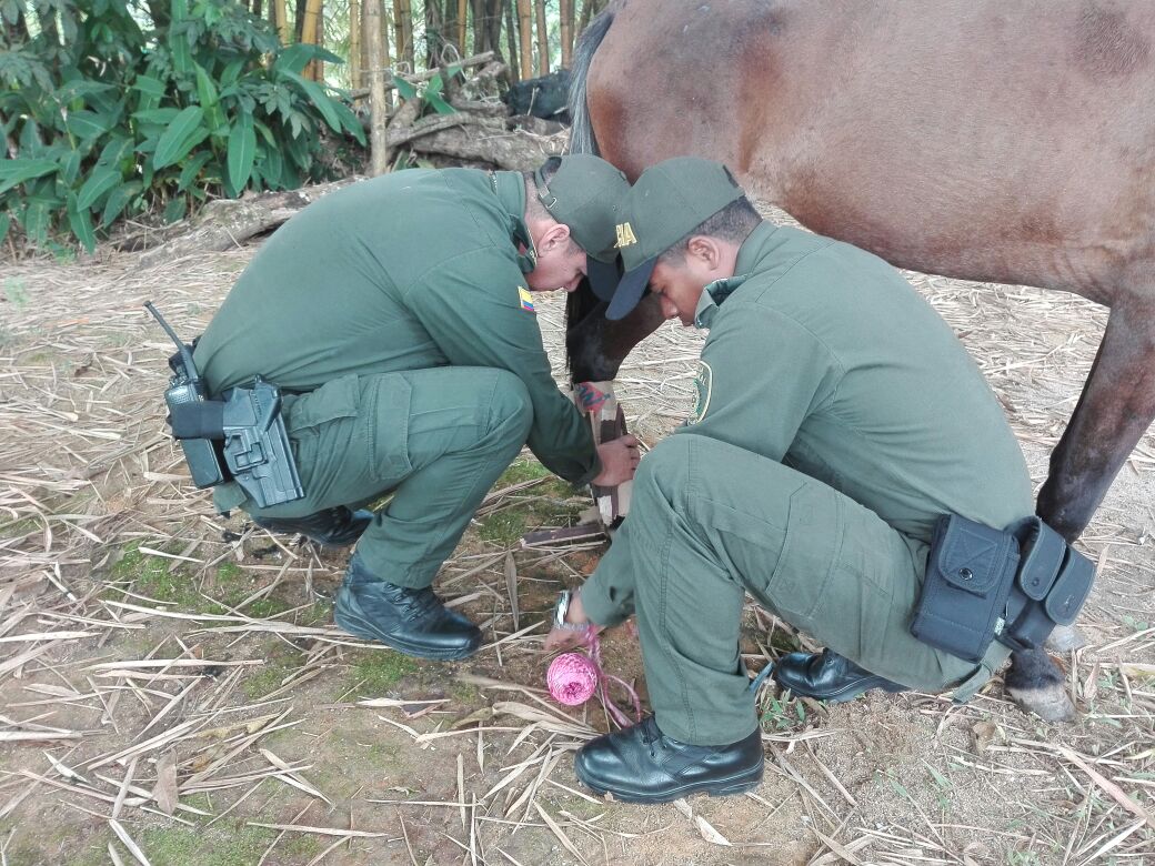 Comprometidos con la protección animal ayuda-a-equino