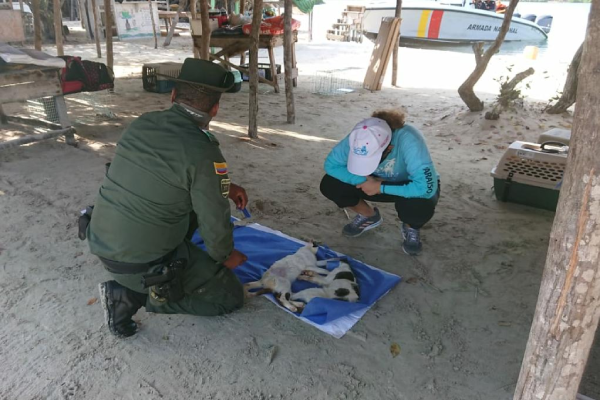 Se les dio alimentación