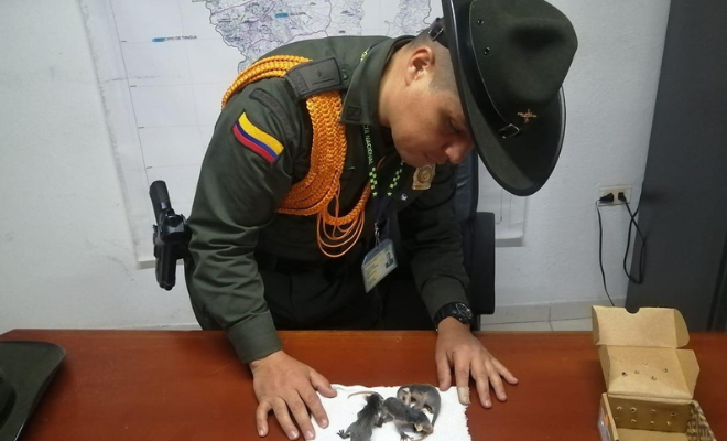 Las especies rescatadas, de nombre zarigüeyas (Didelphis marsupialis)