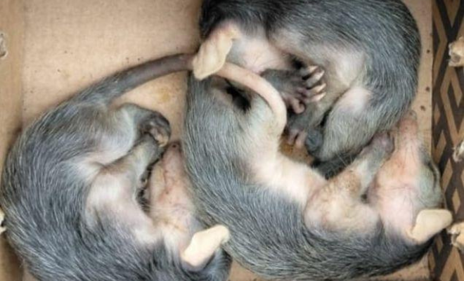  La Seccional de Carabineros y Protección Ambiental, rescató 3  especies de fauna