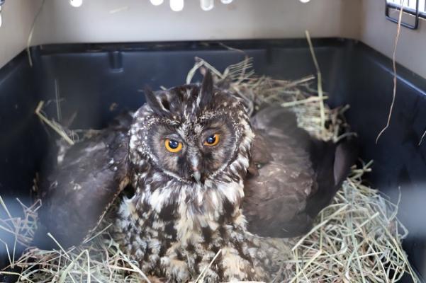 Búho 'Asio Stygius'