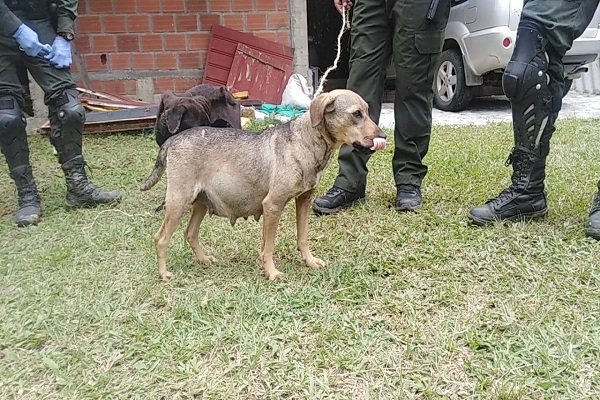 Uno de ellos en estado de Gestación  Rescate de caninos en estado de abandono