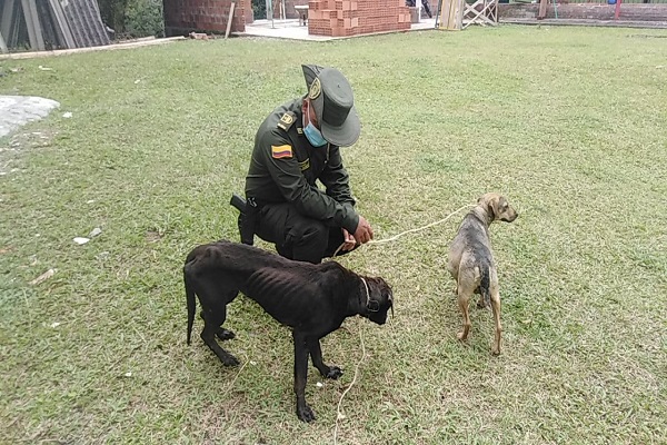Uno de ellos en estado de Gestación  Rescate de caninos en estado de abandono