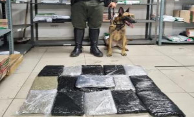 Despliegue operacional de caninos de la Metropolitana Santiago de Cali Despliegue operacional de caninos de la Metropolitana Santiago de Cali