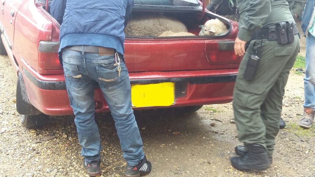 policia-tunja-realiza-captura-abigeato policia-realiza-captura-abigeato