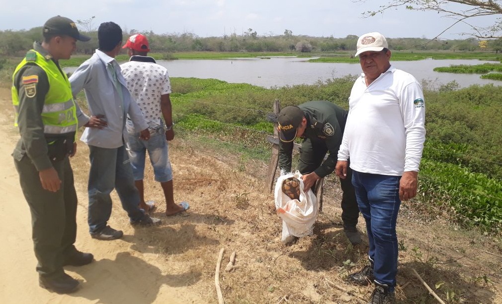 Capturamos a tres hombres por afectación a los recursos naturales renovables capturados-hicoteas-recursos-naturales-renovables-animales-silvestres-salamina-magdalena