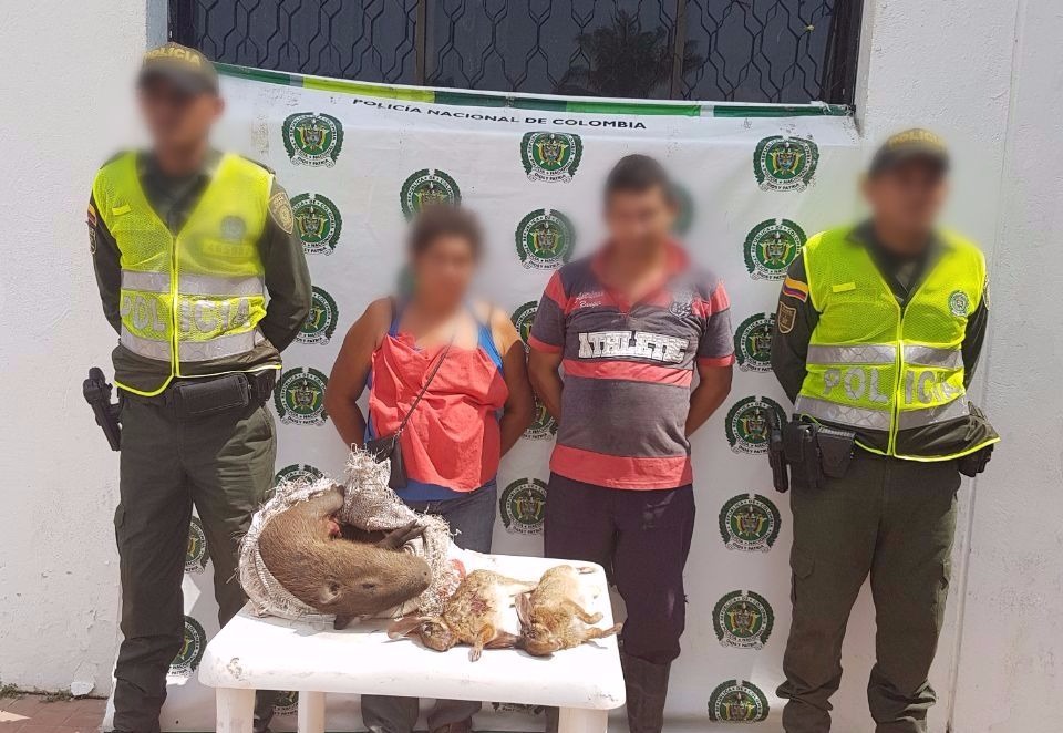 Capturados cazando y transportando conejos y chigüiro listos para comercializar en Chibolo capturados-conejos-chigüiro-recursos-naturales-renovables-animales-silvestres-chibolo-semana santa-magdalena-cuadrante