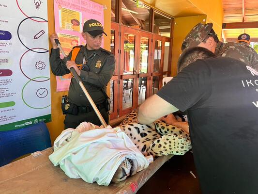 Atenci&oacute;n y cuidado veterinario a un jaguar Descripci&oacute;n: Agentes de la Polic&iacute;a y personal especializado atienden a un jaguar bajo sedaci&oacute;n, realizando evaluaciones y procedimientos para garantizar su salud y bienestar, como parte de acciones de protecci&oacute;n de fauna silvestre