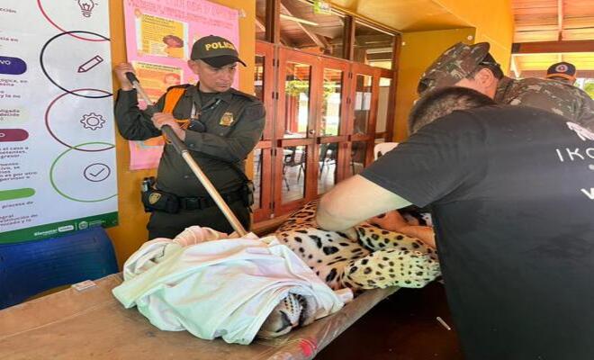 Atenci&oacute;n y cuidado veterinario a un jaguar Descripci&oacute;n: Agentes de la Polic&iacute;a y personal especializado atienden a un jaguar bajo sedaci&oacute;n, realizando evaluaciones y procedimientos para garantizar su salud y bienestar, como parte de acciones de protecci&oacute;n de fauna silvestre