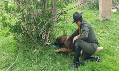 Carabineros con el apoyo de ‘yina’ descubren una caleta de droga  Carabineros con el apoyo de ‘yina’ descubren una caleta de droga