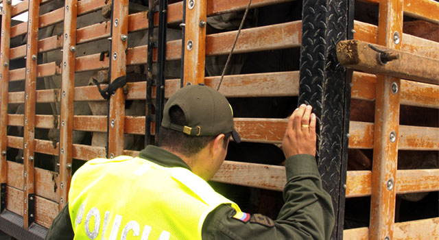 Avanza estrategia-contra el hurto sobre cabezas de ganado-en el Meta