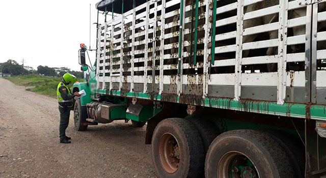 La Policía Nacional-se incauta de 161 semovientes-de dudosa procedencia-en el Meta